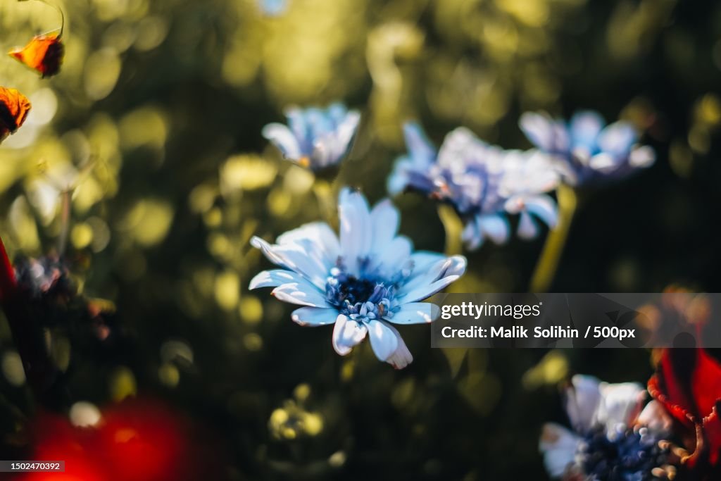 Close-up of white flowering plant,Mbeya Region,Tanzania