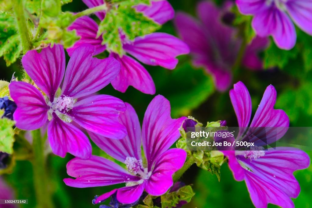 Close-up of pink flowering plants,Denmark