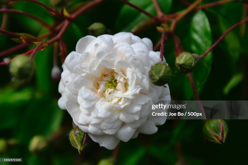 Close-up of white rose,Denmark