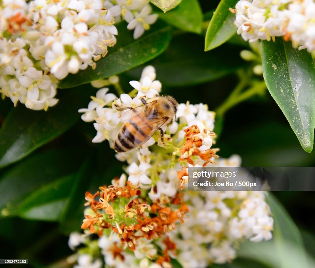 Close-up of bee pollinating on flower,Copenhagen,Denmark