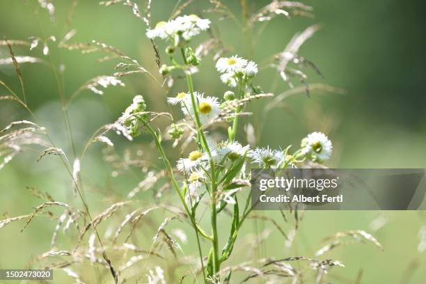 erigeron annuus - grass isolated stock-fotos und bilder