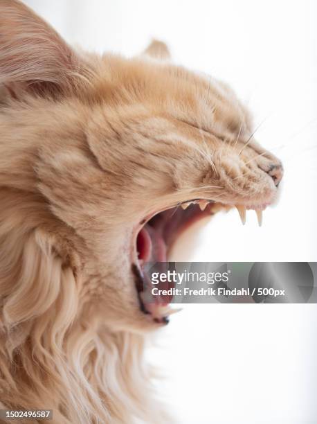 close-up of cat yawning against white background,sweden - vänskap stock pictures, royalty-free photos & images