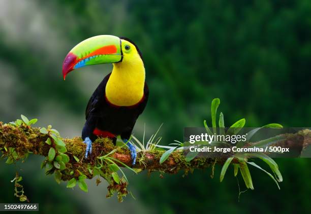 close-up of hornbill perching on branch,guyana - wildlife of guyana stock pictures, royalty-free photos & images