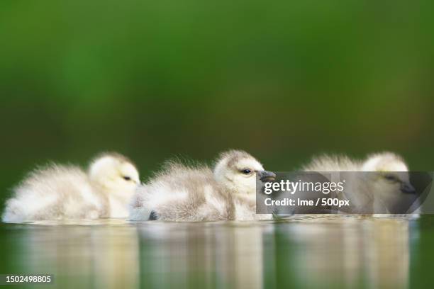 close-up of ducklings,helsinki,finland - finland spring stock pictures, royalty-free photos & images
