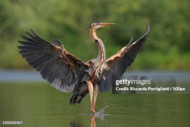 close-up of gray heron,piedmont,italy - great blue heron stock-fotos und bilder