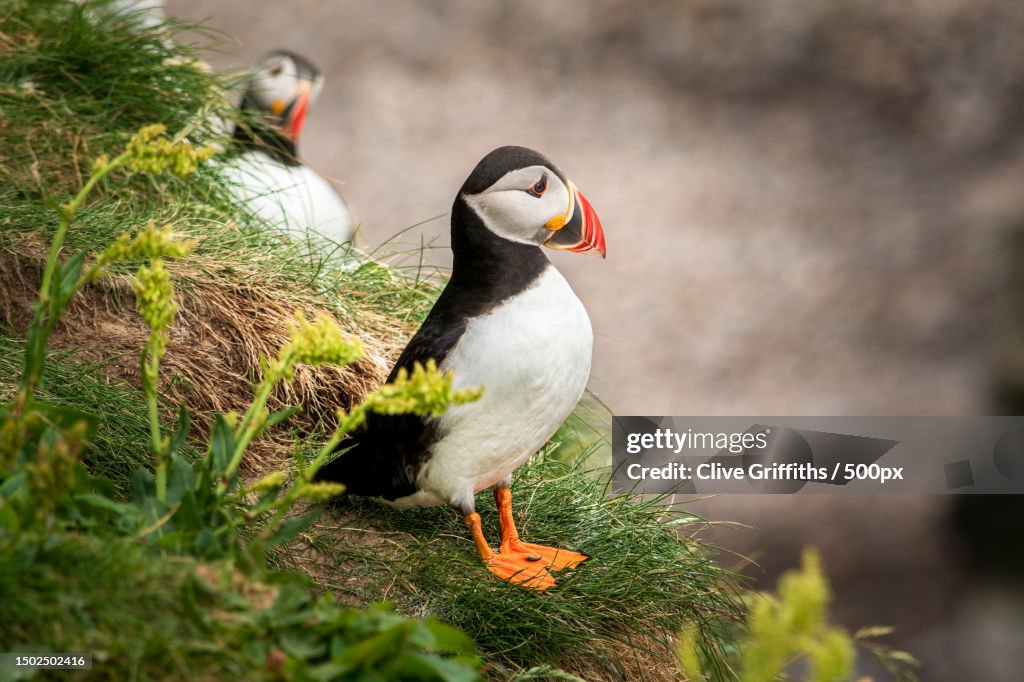 High angle view of atlantic puffin perching on grass,Melvich,Thurso,United Kingdom,UK