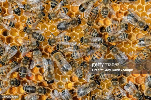 close-up of bees on honeycomb,st albans,united kingdom,uk - worker bee stock pictures, royalty-free photos & images