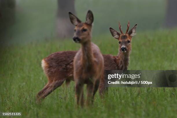 portrait of roe deer standing on field - roe deer female stock pictures, royalty-free photos & images