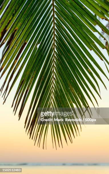 close-up of palm tree leaves,sigatoka,fiji - fiji jungle stock pictures, royalty-free photos & images