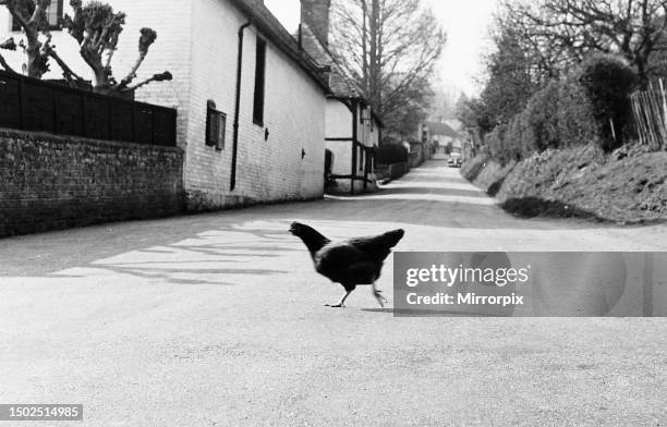 Chicken crossing the road, 1971. Visual depiction of old joke 'Why did the chicken cross the road?' .