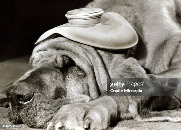 Henry the Blood Hound dog asleep with a hot water bottle on his head to cure his headache. December 1970.