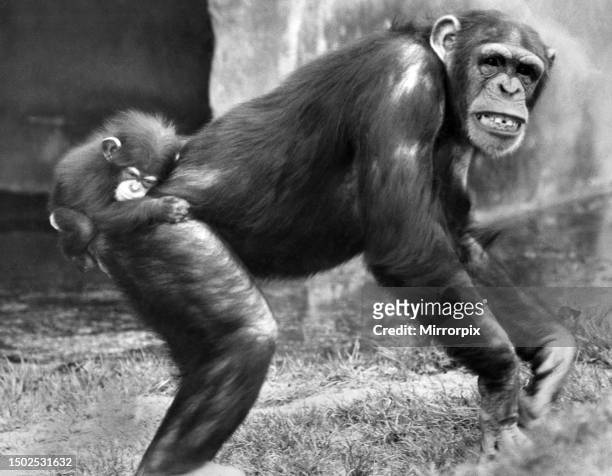 When you're a baby chimp, you have to hang on like grim death to your mum or you'll lose her and Chimp Meg is not the best of mothers, for all Meg's...