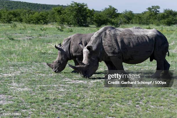 side view of white rhinoceros standing on grassy field,namibia - gerhard schimpf imagens e fotografias de stock