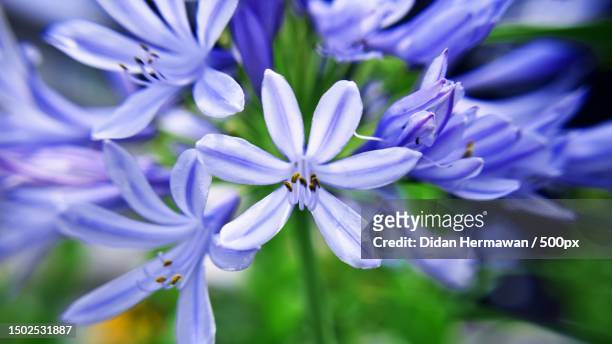 close-up of purple flowering plant - african lily imagens e fotografias de stock