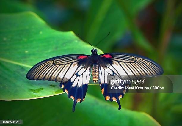 close-up of butterfly on leaf,czech republic - swallowtail butterfly stock pictures, royalty-free photos & images