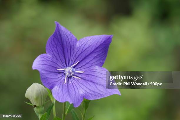733 Chinese Bellflower Stock Photos, High-Res Pictures, and Images