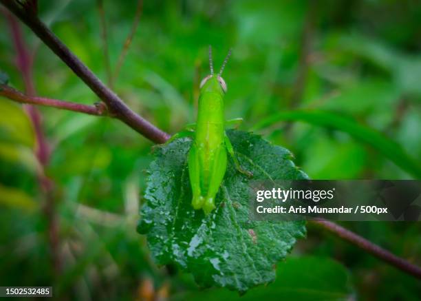 close-up of wet plant leaves during rainy season - munandar 個照片及圖片檔