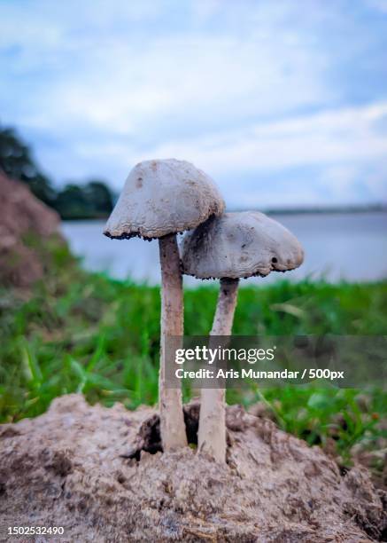 close-up of mushroom growing on field - munandar stock pictures, royalty-free photos & images