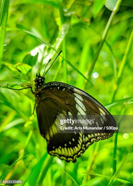 close-up of butterfly on leaf - munandar stock pictures, royalty-free photos & images