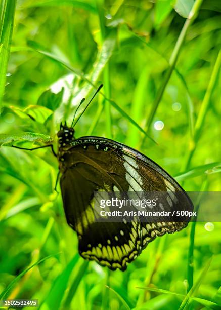 close-up of butterfly on leaf - munandar 個照片及圖��片檔