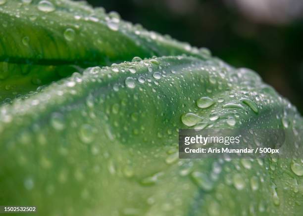 close-up of raindrops on leaves - munandar 個照片及圖片檔