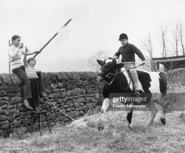 Children with Cows. 1st March 1971.