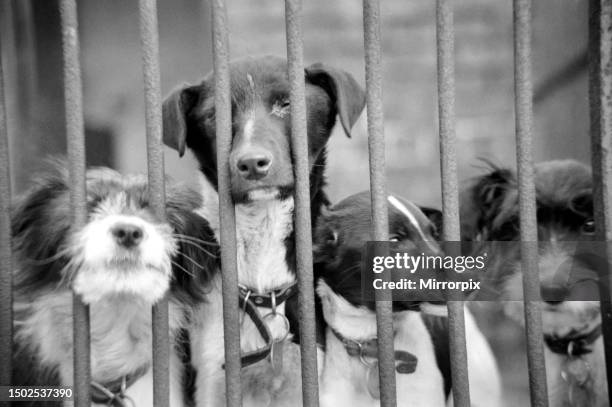Condemned dogs at the Manchester dogs home Collyhurst, Manchester, waiting for owners to claim them. December 1969.