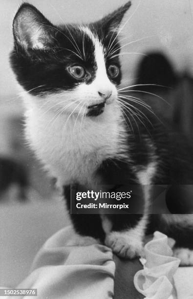 Nervous looking kitten. Circa 1970 .