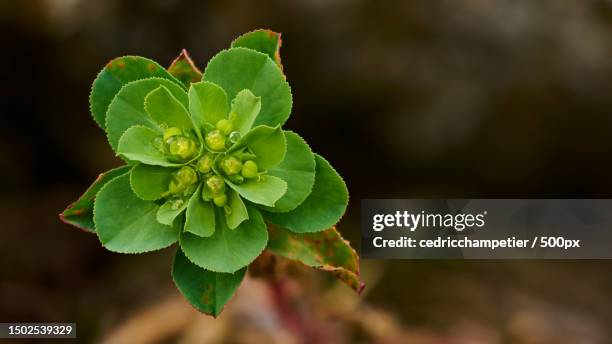 close-up of flowering plant,brantes,france - fleur macro stock pictures, royalty-free photos & images