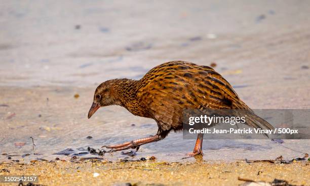 close-up of corncrake perching on shore at beach - corncrake stock pictures, royalty-free photos & images