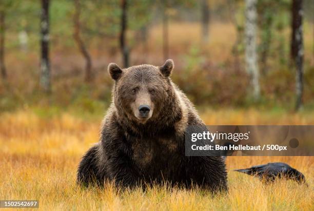 portrait of brown grizzly bear on field,viiksimo,finland - majestic animal stock pictures, royalty-free photos & images
