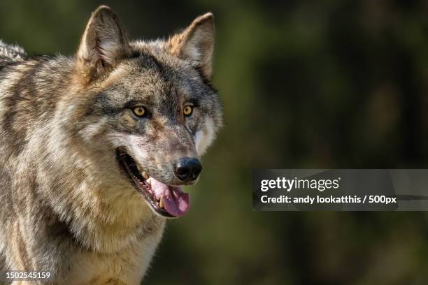 close-up of gray wolf looking away,austria - lobo fotografías e imágenes de stock