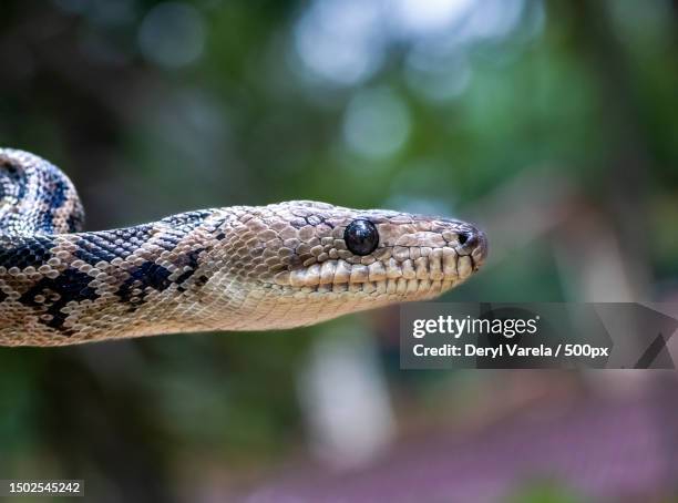 close-up of lizard on tree,cuba - madagascar boa stock pictures, royalty-free photos & images