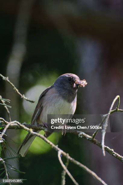 close-up of dark perching on branch - dark eyed junco stock pictures, royalty-free photos & images