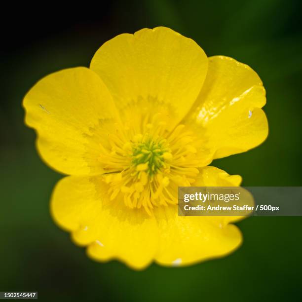 close-up of yellow flower,westbury,united kingdom,uk - buttercup stock pictures, royalty-free photos & images