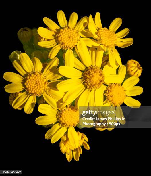 close-up of yellow flowers against black background,miamisburg,ohio,united states,usa - miamisburg stock-fotos und bilder