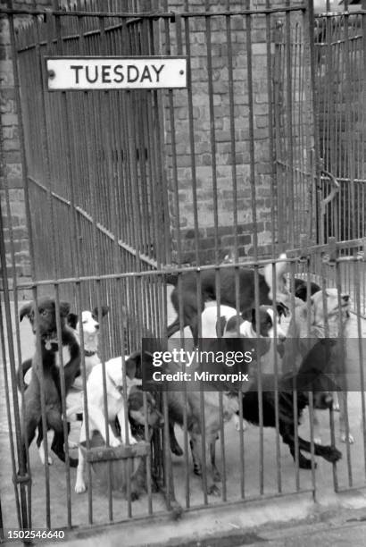 Condemned dogs at the Manchester dogs home in Collyhurst, Manchester, waiting for owners to claim them. December 1969.