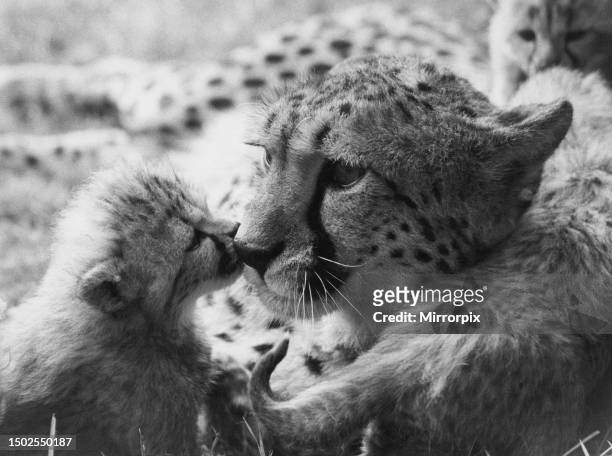 Cheetah cub with their mother at Whipsnade Zoo. Circa 1970.