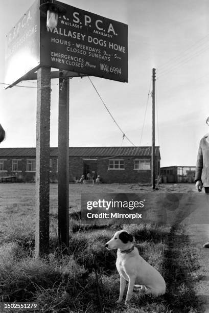 Homesick Lisa the rehomed stray returns to RSPCA home. Lisa runs through the RSPCA Dogs Home at Wallasey. December 1969.