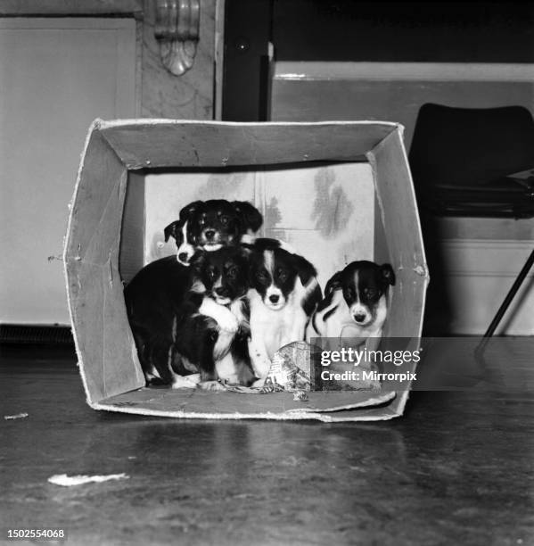 Five mongrel puppies who were left in this cardboard box last night on the steps of the R. S. P. C. A. Clinic in Conford Grove, London. Unless homes...
