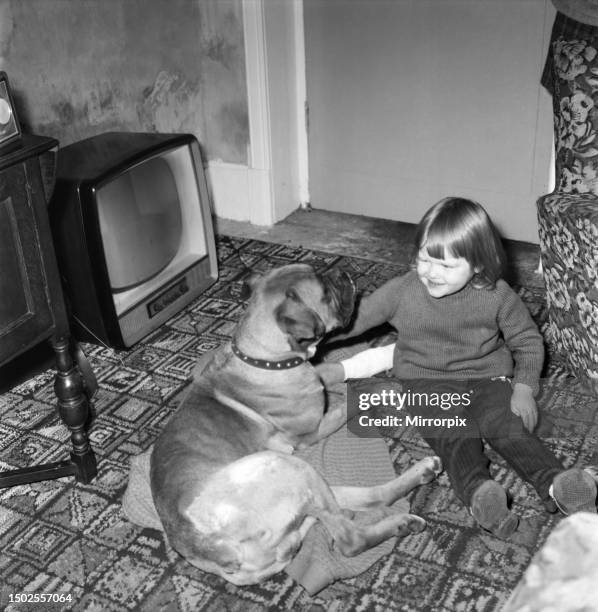 Toby the playful boxer dog content to receive sympathetic attention from his two years old playmate Jill Schofield daughter of his owner at their...