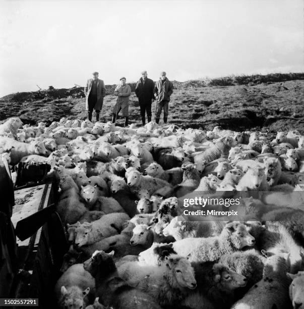 The Army threw open its 6,000 acre, tank range at Castle Martin, Pembs. , for the North Pembrokeshire hillside farmers to graze their sheep. The...