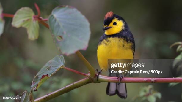 close-up of songwarbler perching on branch,volcan,panama - panama wildlife stock pictures, royalty-free photos & images