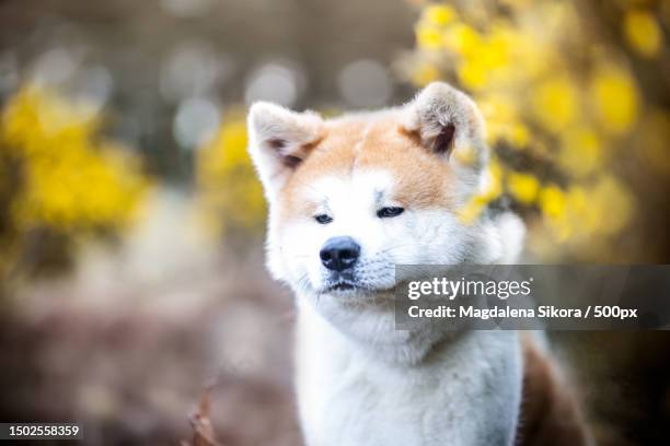 close-up portrait of akita - akita inu stock pictures, royalty-free photos & images
