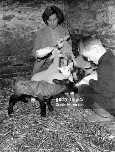 Susan Da Vies and her brother John feeding some of the 36 newly born lambs on her mothers farm at Rushup Edge near Sparrowpit, Derbyshire. December...