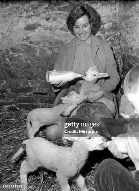 Susan Da Vies and her brother John feeding some of the 36 newly born lambs on her mothers farm at Rushup Edge near Sparrowpit, Derbyshire. December...