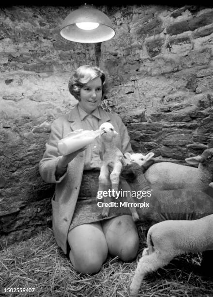 Susan Da Vies and her brother John feeding some of the 36 newly born lambs on her mothers farm at Rushup Edge near Sparrowpit, Derbyshire. December...