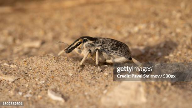 Israeli Fly Insect 5,827 Wildlife Of Israel Stock Photos, High-Res Pictures, and Images ...