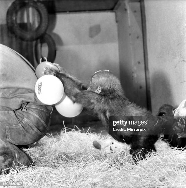 Chessington Zoo's infant gorillas, Bafia the male, and Kumba the female, are having their first Christmas at the Zoo. They both had a stocking with...