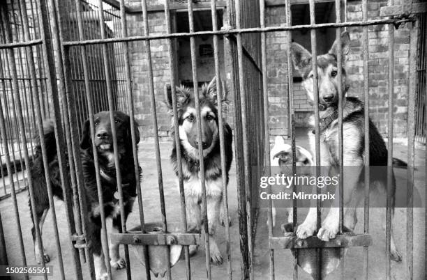 Condemned dogs at the Manchester dogs home in Collyhurst, Manchester, waiting for owners to claim them. December 1969.